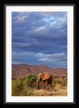 Framed African Elephant, Samburu Game Reserve, Kenya Print