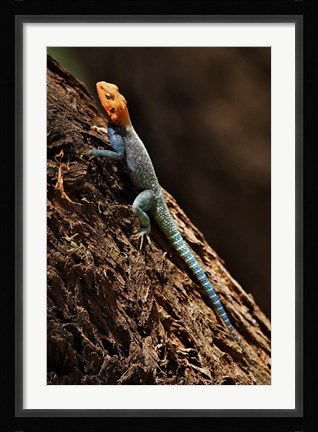 Framed Agama Lizard, Samburu National Game Reserve, Kenya Print