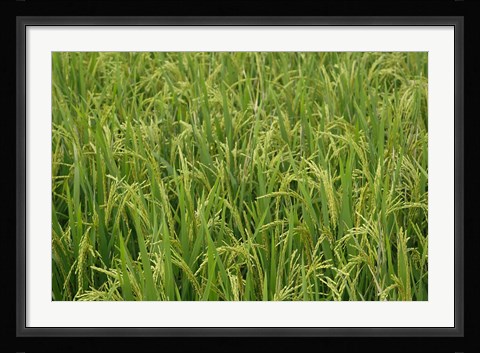 Framed Agriculture, Rice field, near Guilin, China Print