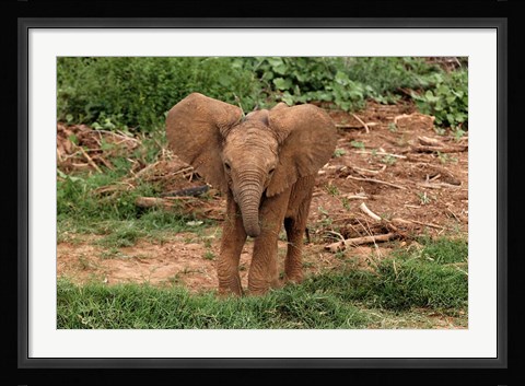 Framed Baby Africa elephant, Samburu National Reserve, Kenya Print