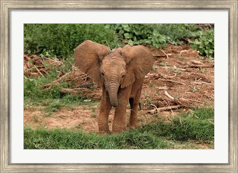 Framed Baby Africa elephant, Samburu National Reserve, Kenya Print