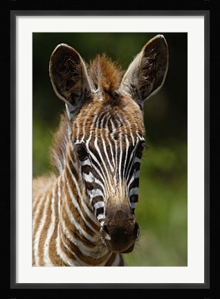 Framed Baby Burchell's Zebra, Lake Nakuru National Park, Kenya Print