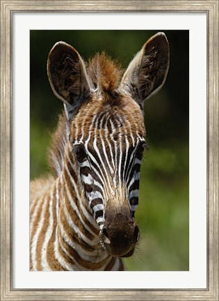 Framed Baby Burchell&#39;s Zebra, Lake Nakuru National Park, Kenya Print