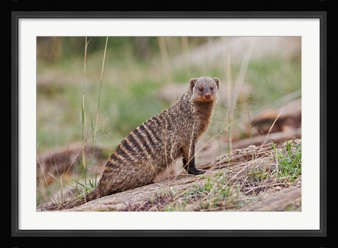 Framed Banded Mongoose wildlife, Maasai Mara, Kenya Print