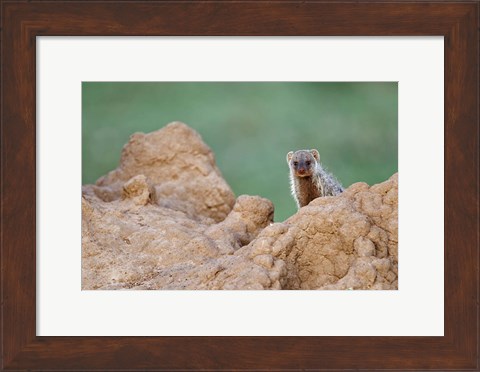 Framed Banded Mongoose wildlife, termites, Maasai Mara, Kenya Print