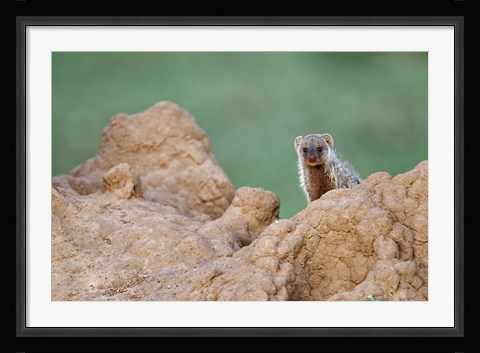 Framed Banded Mongoose wildlife, termites, Maasai Mara, Kenya Print