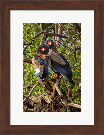 Framed Bateleur Eagles, Samburu National Reserve, Kenya Print