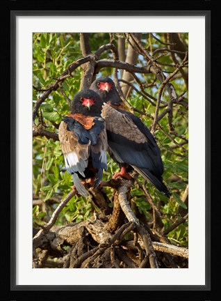 Framed Bateleur Eagles, Samburu National Reserve, Kenya Print