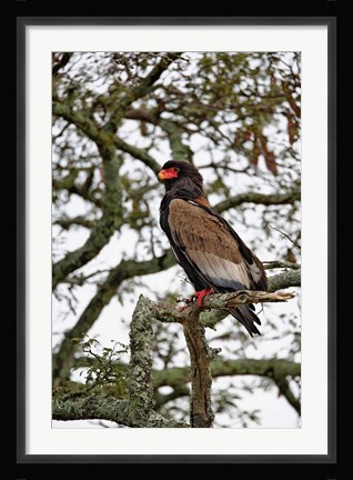 Framed Bateleur, Serengeti National Park, Tanzania Print