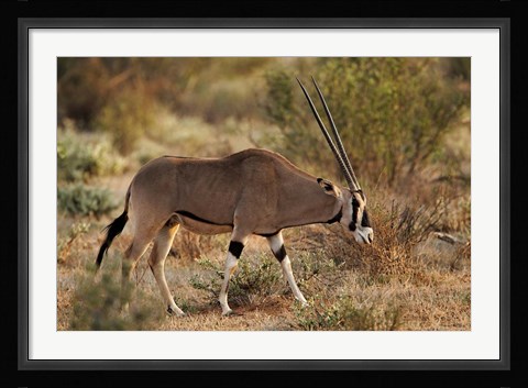 Framed Beisa Oryx wildlife, Samburu National Reserve, Kenya Print
