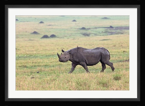 Framed Black Rhino, Maasai Mara, Kenya Print