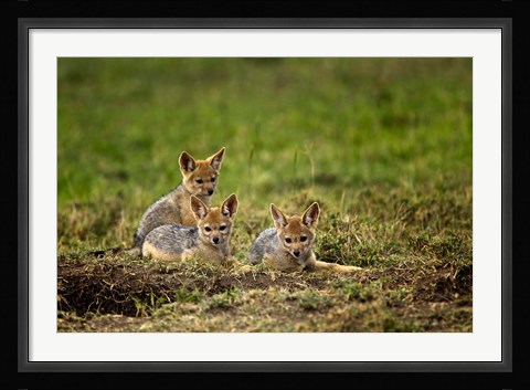 Framed Black-backed Jackal wildlife, Maasai Mara, Kenya Print