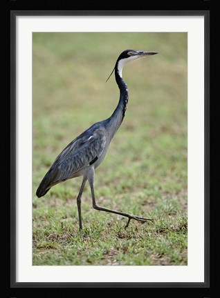 Framed Black-headed Heron, Serengeti National Park, Tanzania Print