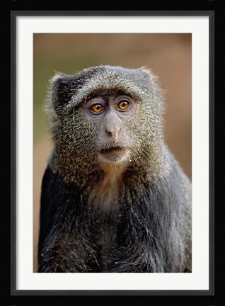 Framed Blue Monkey, Tanzania Print
