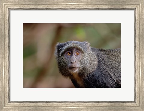 Framed Blue Monkey, Lake Manyara National Park, Tanzania Print