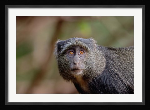 Framed Blue Monkey, Lake Manyara National Park, Tanzania Print