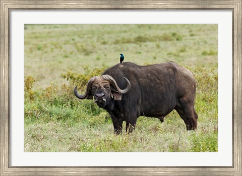 Framed Buffalo and starling wildlife, Lake Nakuru NP, Kenya Print