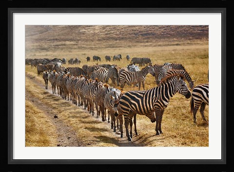 Framed Burchell's Zebra waiting in line for dust bath, Ngorongoro Crater, Tanzania Print