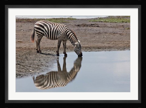 Framed Burchell's Zebra, Lake Nakuru National Park, Kenya Print