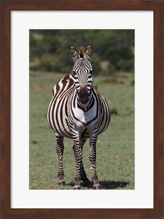 Framed Zebra, Maasai Mara, Kenya Print