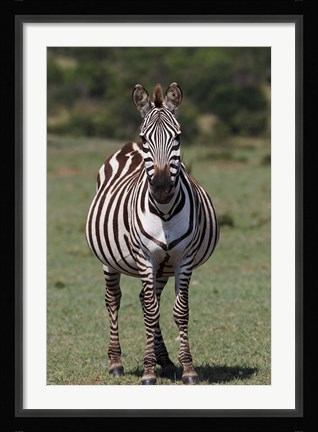 Framed Zebra, Maasai Mara, Kenya Print