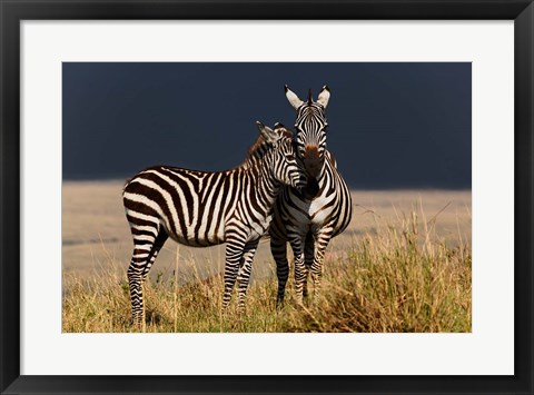 Framed Burchell&#39;s Zebra, Maasai Mara, Kenya Print