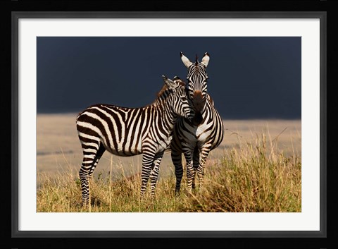 Framed Burchell's Zebra, Maasai Mara, Kenya Print