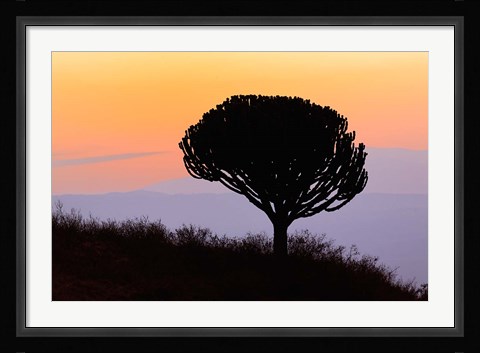 Framed Candelabra Tree, sunrise, Ngorongoro Crater, Tanzania Print