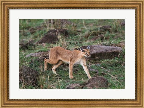 Framed Caracal wildlife, Maasai Mara, Kenya Print