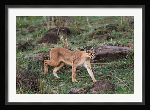 Framed Caracal wildlife, Maasai Mara, Kenya Print