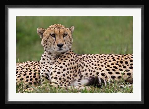 Framed Cheetah resting, Maasai Mara, Kenya Print