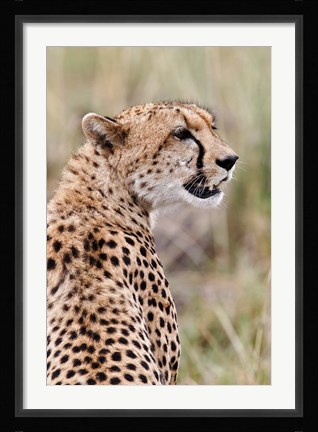 Framed Cheetah profile, Maasai Mara, Kenya Print