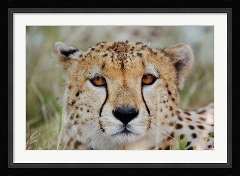 Framed Head of a Cheetah, Masai Mara Game Reserve, Kenya Print