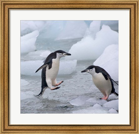 Framed Chinstrap Penguins on ice, Antarctica Print