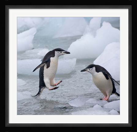 Framed Chinstrap Penguins on ice, Antarctica Print