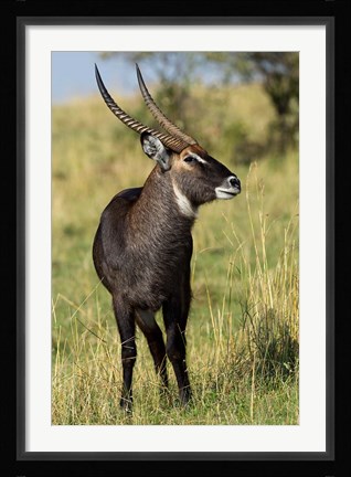 Framed Common Waterbuck wildlife, Maasai Mara, Kenya Print