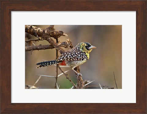 Framed D&#39;Arnaud&#39;s Barbet bird, Samburu Reserve, Kenya Print