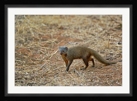 Framed Dwarf Mongoose, Samburu Game Reserve, Kenya Print