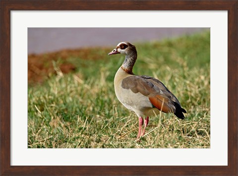 Framed Egyptian Goose, Samburu Game Reserve, Kenya Print