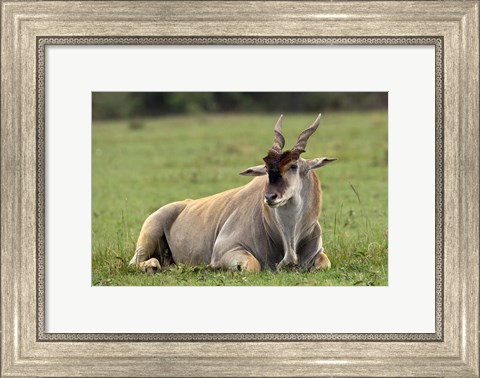 Framed Eland (Taurotragus oryx) Kenya&#39;s largest antelope Print