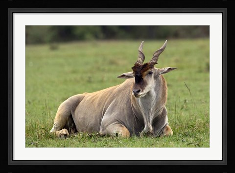 Framed Eland (Taurotragus oryx) Kenya's largest antelope Print