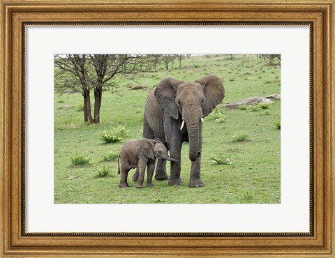 Framed Female African Elephant with baby, Serengeti National Park, Tanzania Print