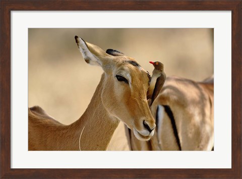Framed Female Impala with Red-billed Oxpecker, Samburu Game Reserve, Kenya Print