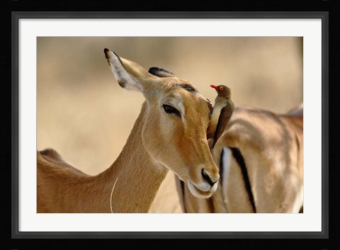 Framed Female Impala with Red-billed Oxpecker, Samburu Game Reserve, Kenya Print