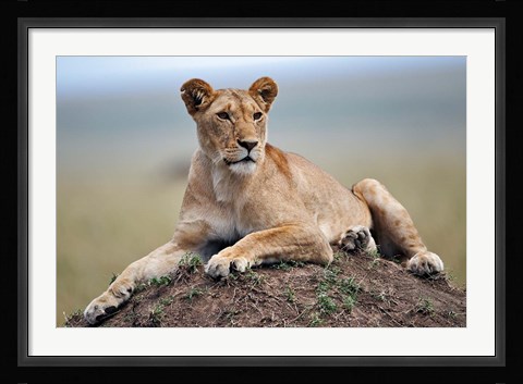 Framed Female lion on termite mound, Maasai Mara, Kenya Print