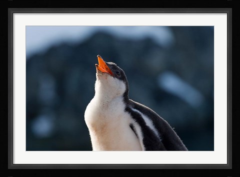 Framed Gentoo Penguin chick, Neko Harbor, Antarctica Print