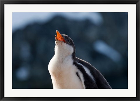 Framed Gentoo Penguin chick, Neko Harbor, Antarctica Print