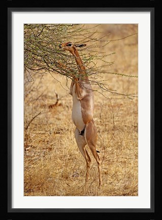Framed Gerenuk antelope, Samburu Game Reserve, Kenya Print