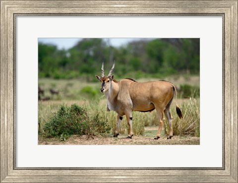 Framed Giant Eland wildlife, Serengeti National Park, Tanzania Print