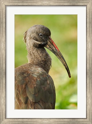 Framed Hadada Ibis bird, Samburu National Reserve, Kenya Print